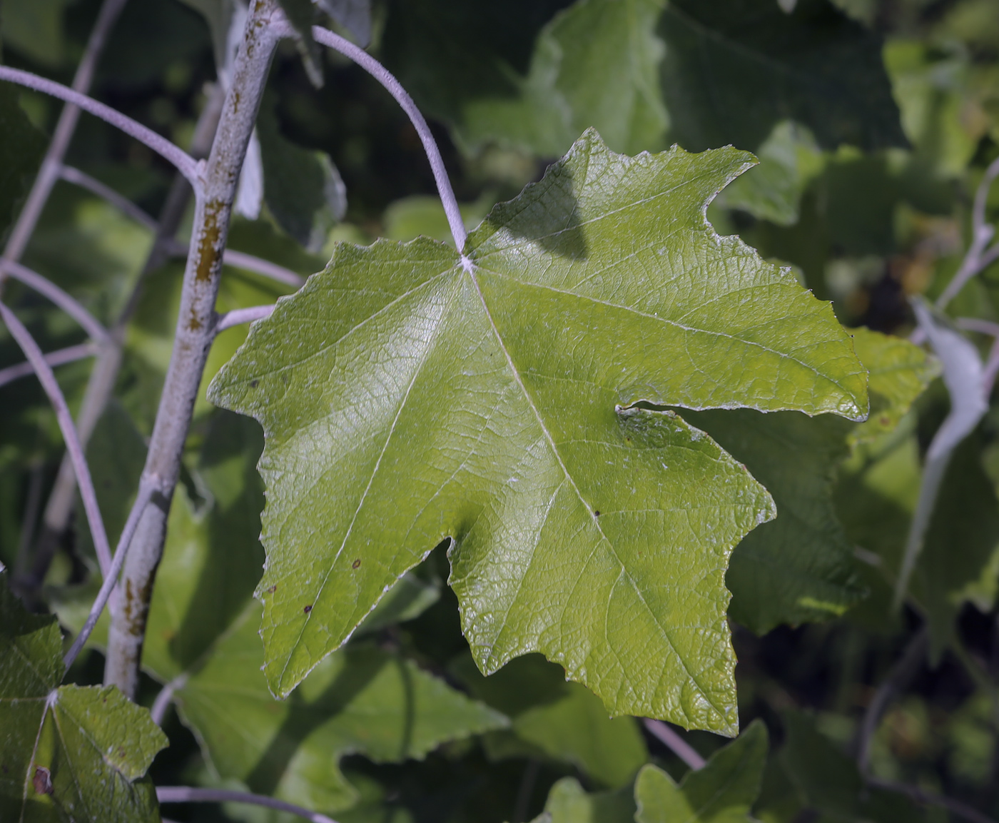 Image of Populus &times; canescens specimen.