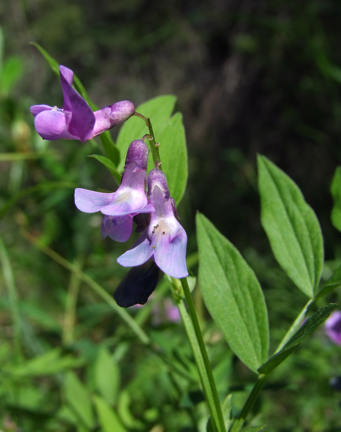 Image of Lathyrus komarovii specimen.