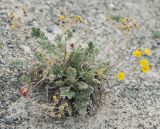 Potentilla lydiae