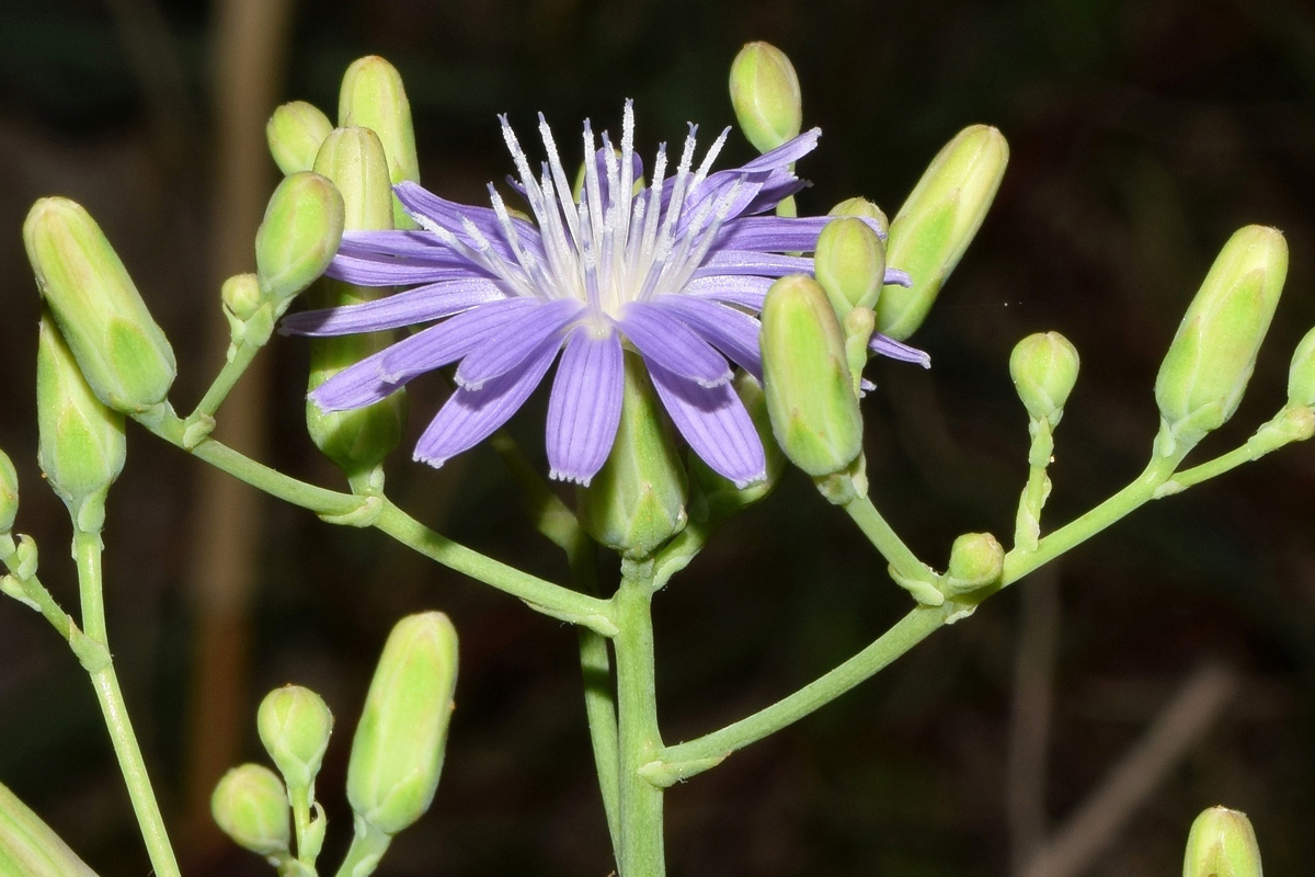 Изображение особи Lactuca tatarica.