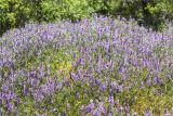 Vicia villosa. Аспект цветущих растений. Волгоградская обл., Иловлинский р-н, окр. хут. Вилтов, дол. р. Дон, разнотравная степь. 31.05.2022.
