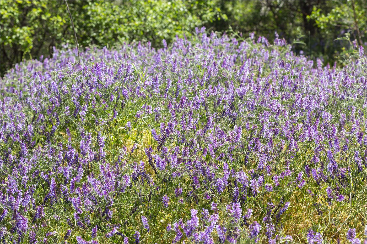 Image of Vicia villosa specimen.