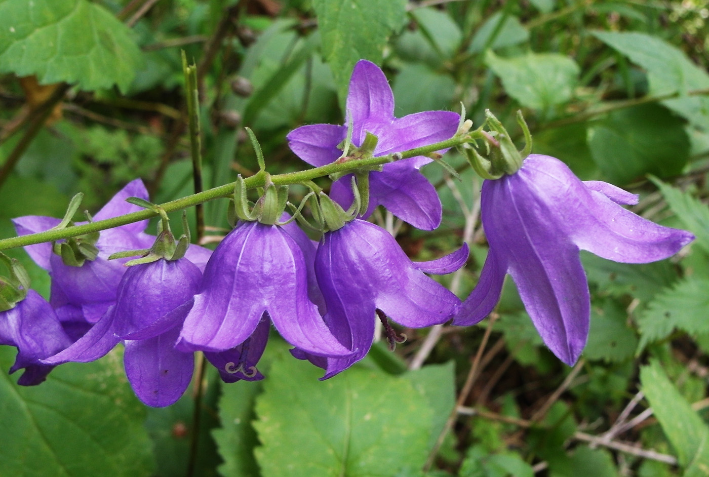 Image of Campanula rapunculoides specimen.