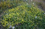 genus Medicago. Цветущие растения в сообществе с Achillea и Apiaceae. Северная Осетия, Пригородный р-н, окр. с. Даргавс, ≈ 1400 м н.у.м., луговой склон. 23.07.2022.