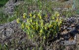 Onosma microcarpa