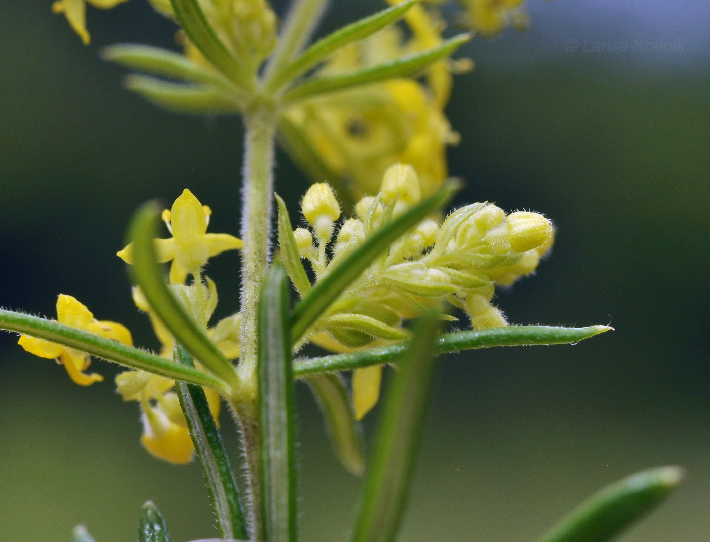 Изображение особи Galium verum.