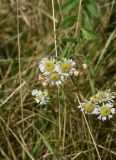 Erigeron annuus