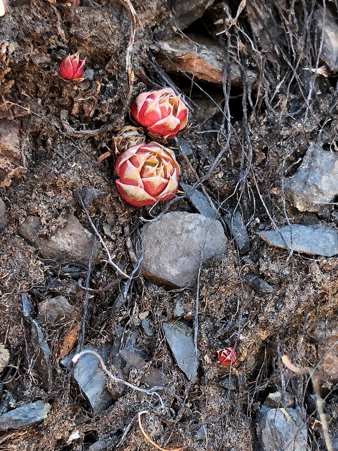 Image of genus Orostachys specimen.