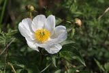 Paeonia lactiflora