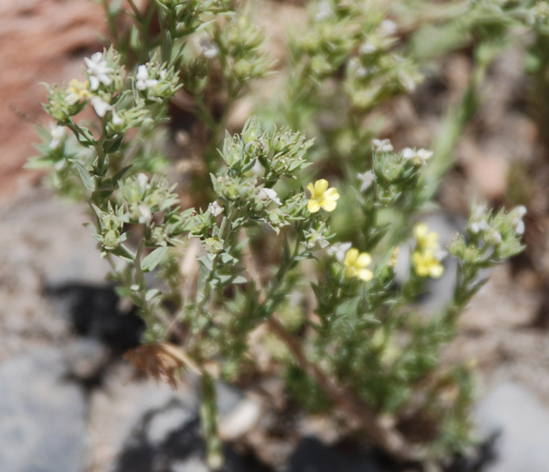 Image of genus Linum specimen.