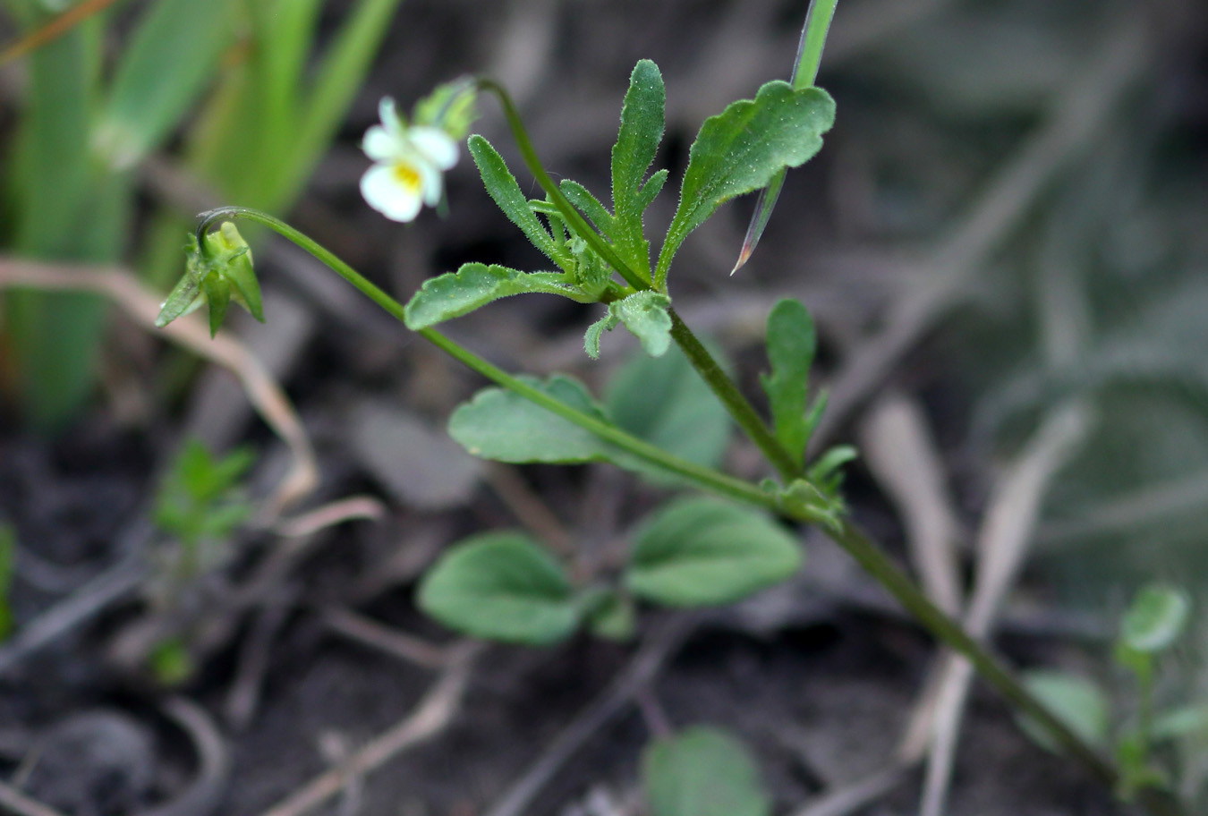 Image of Viola arvensis specimen.