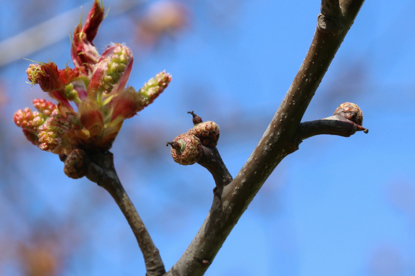 Изображение особи Quercus rubra.