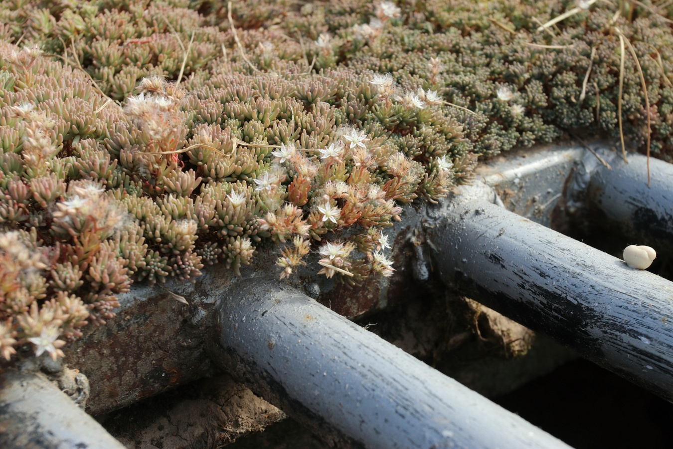 Image of Sedum pallidum ssp. bithynicum specimen.