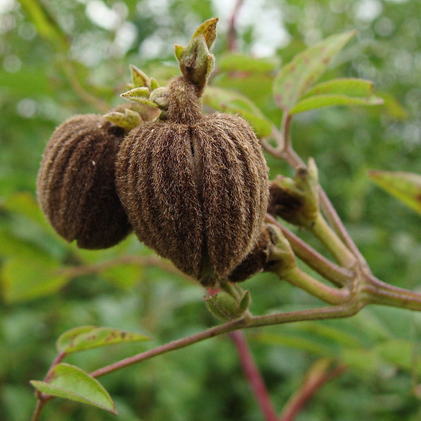 Image of Clematis fusca specimen.