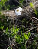 Anemone sylvestris. Цветущее растение. Хакасия, Боградский р-н, окр. с. Большая Ерба, степь. 07.06.2022.