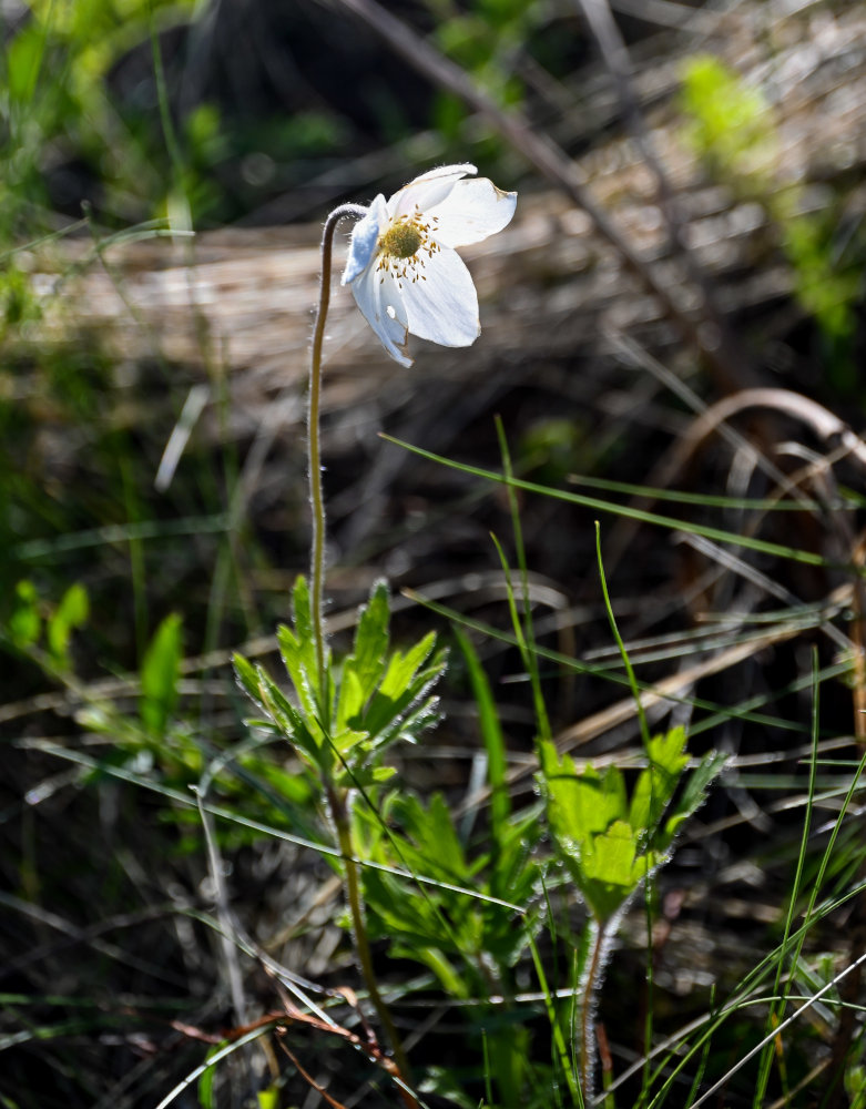 Изображение особи Anemone sylvestris.