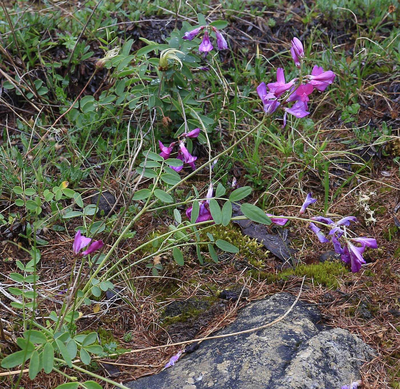 Image of Hedysarum arcticum specimen.