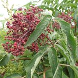 Sambucus sibirica