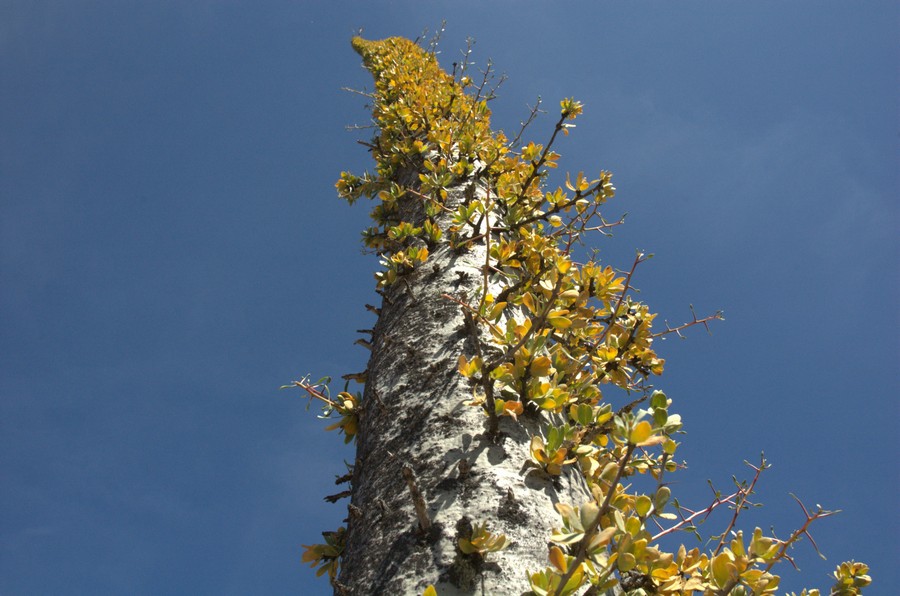 Image of Fouquieria columnaris specimen.
