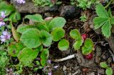 Vaccinium praestans