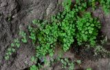 Adiantum capillus-veneris