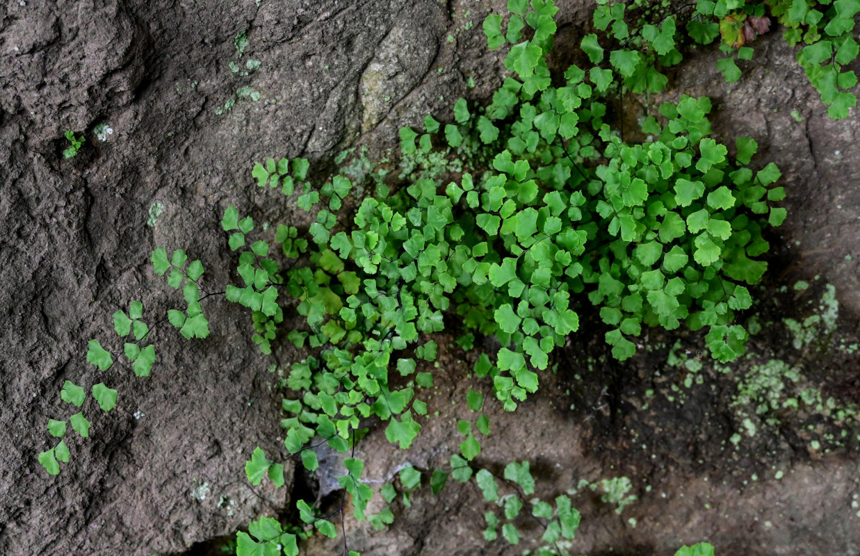 Image of Adiantum capillus-veneris specimen.