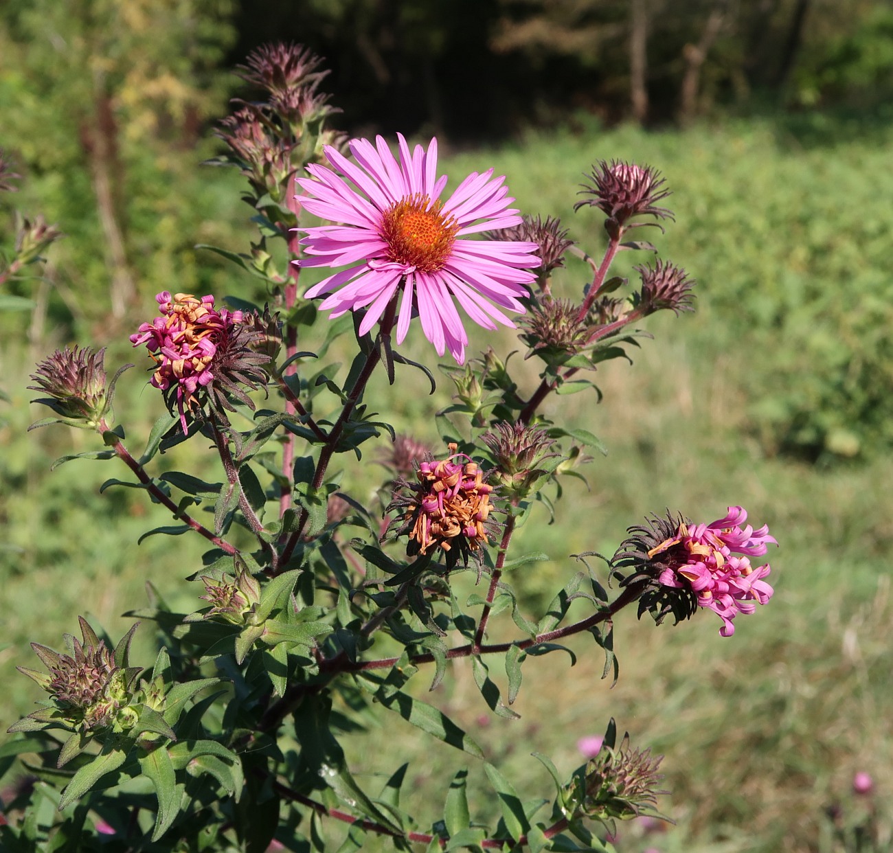 Изображение особи Symphyotrichum novae-angliae.