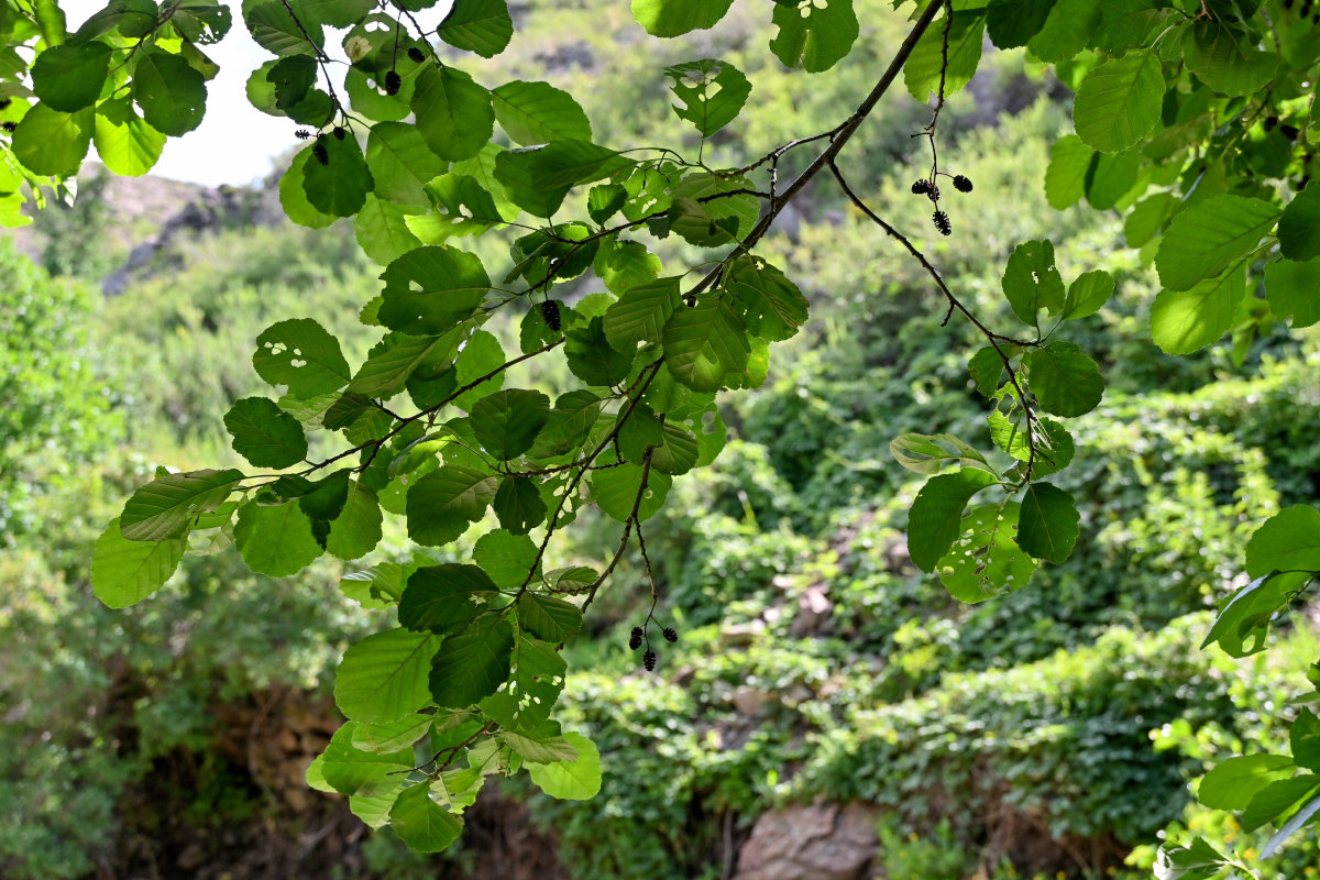 Изображение особи Alnus glutinosa.