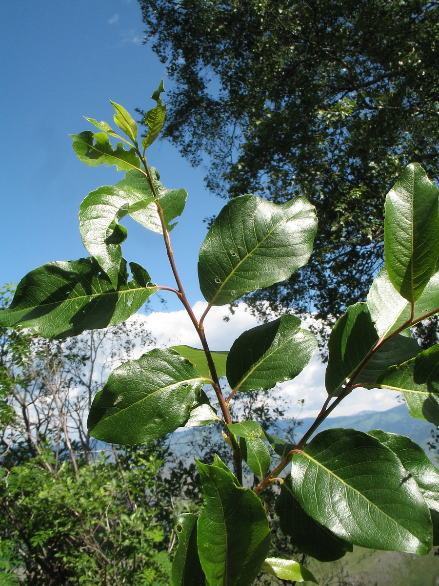 Image of Salix jenisseensis specimen.