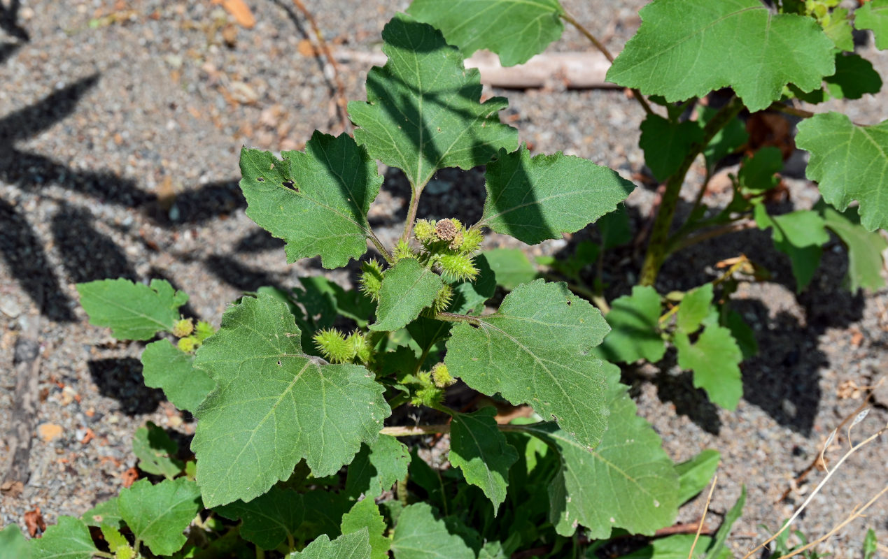 Image of Xanthium orientale specimen.