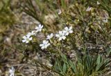Silene rupestris. Цветущее и плодоносящее растение. Испания, Каталония, пров. Жирона, комарка Рипольес, муниципалитет Сеткасес, курорт \"Вальтер 2000\", ≈2200 м н.у.м., нижняя часть склона зап. экспозиции, каменистый луг. 03.07.2022.