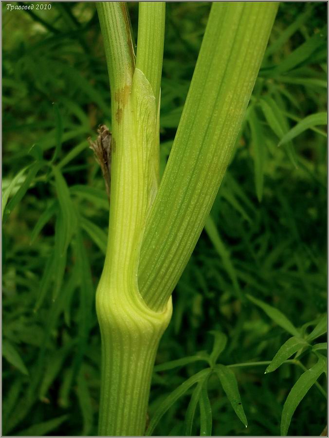Image of Cenolophium fischeri specimen.