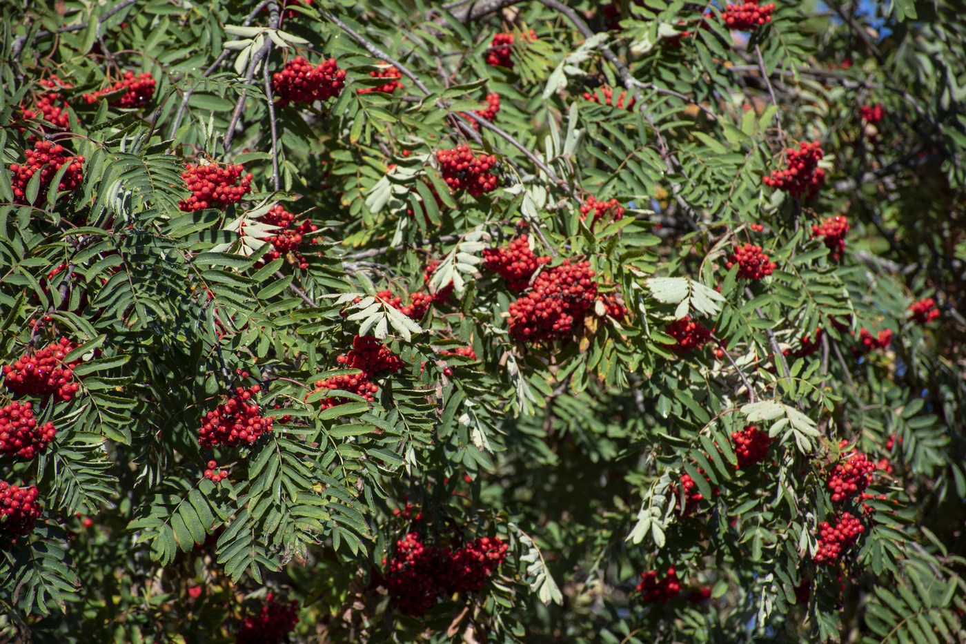 Image of Sorbus aucuparia specimen.