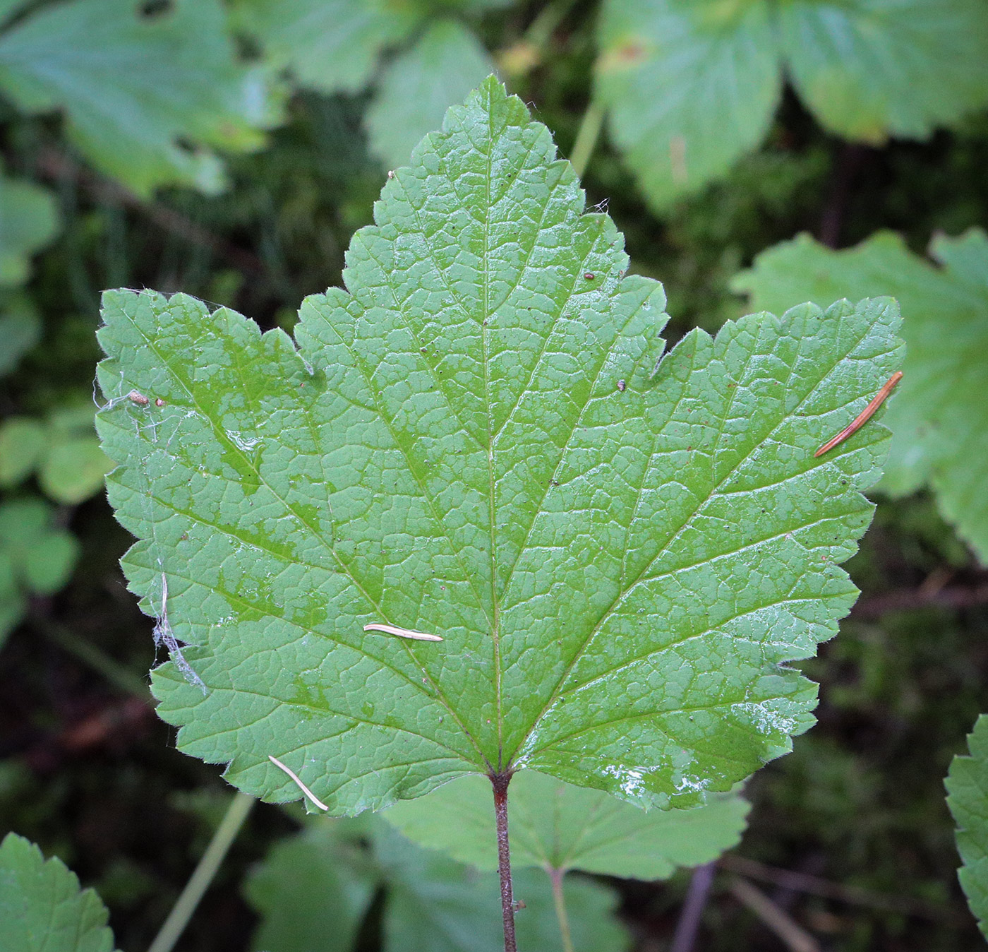 Image of Ribes spicatum specimen.