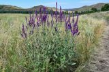 Salvia tesquicola