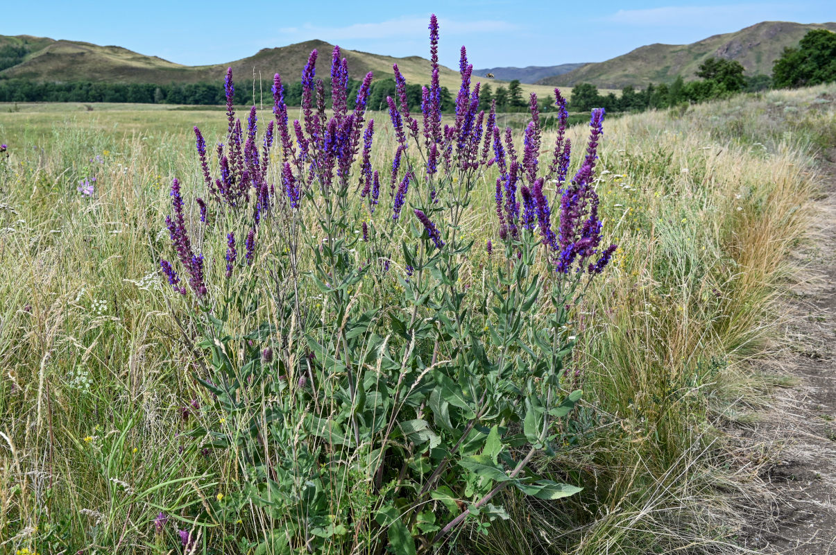 Image of Salvia tesquicola specimen.