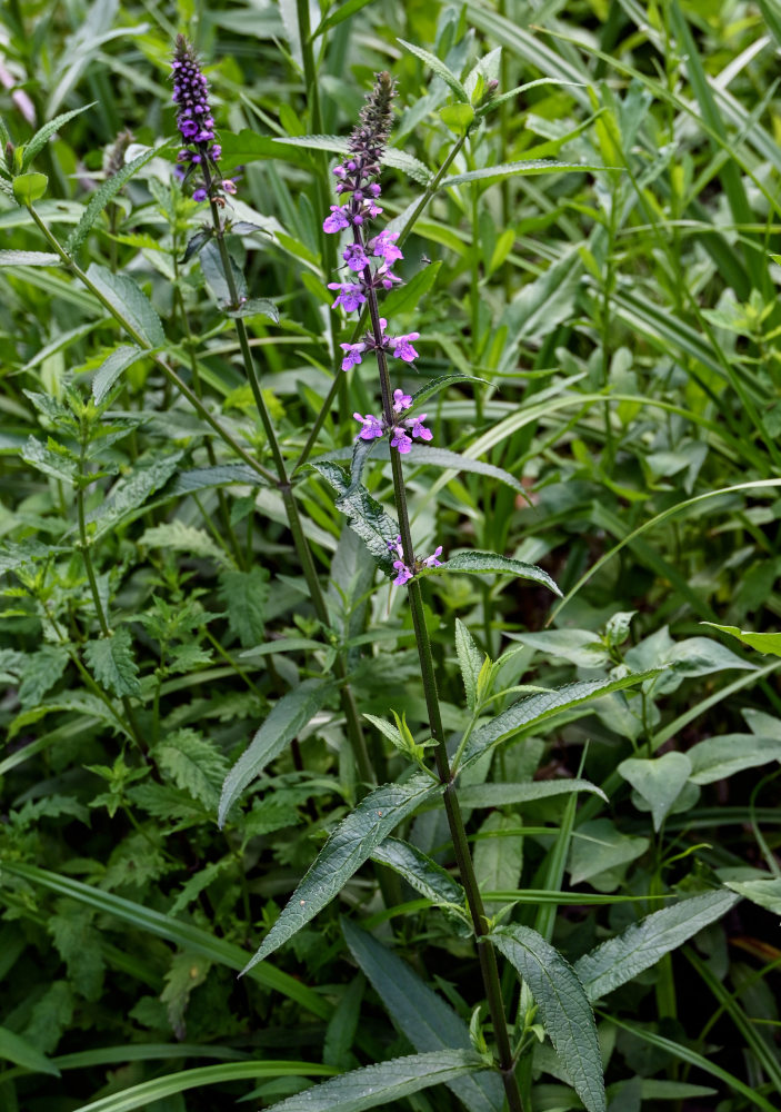 Изображение особи Stachys palustris.