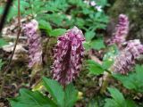 Lathraea squamaria
