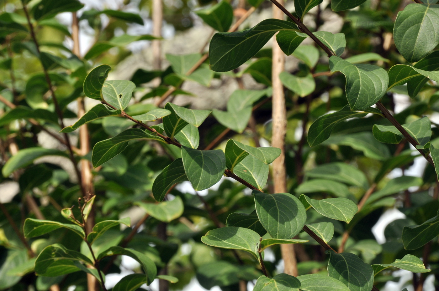 Image of Lagerstroemia indica specimen.