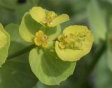 Euphorbia serrata. Соцветия-циатии с завязими. Испания, автономное сообщество Каталония, провинция Жирона, комарка Баш Эмпорда, муниципалитет Калонже, заросли кустарников на краю пашни. 06.04.2024.