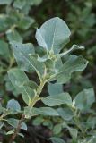 Salix lanata
