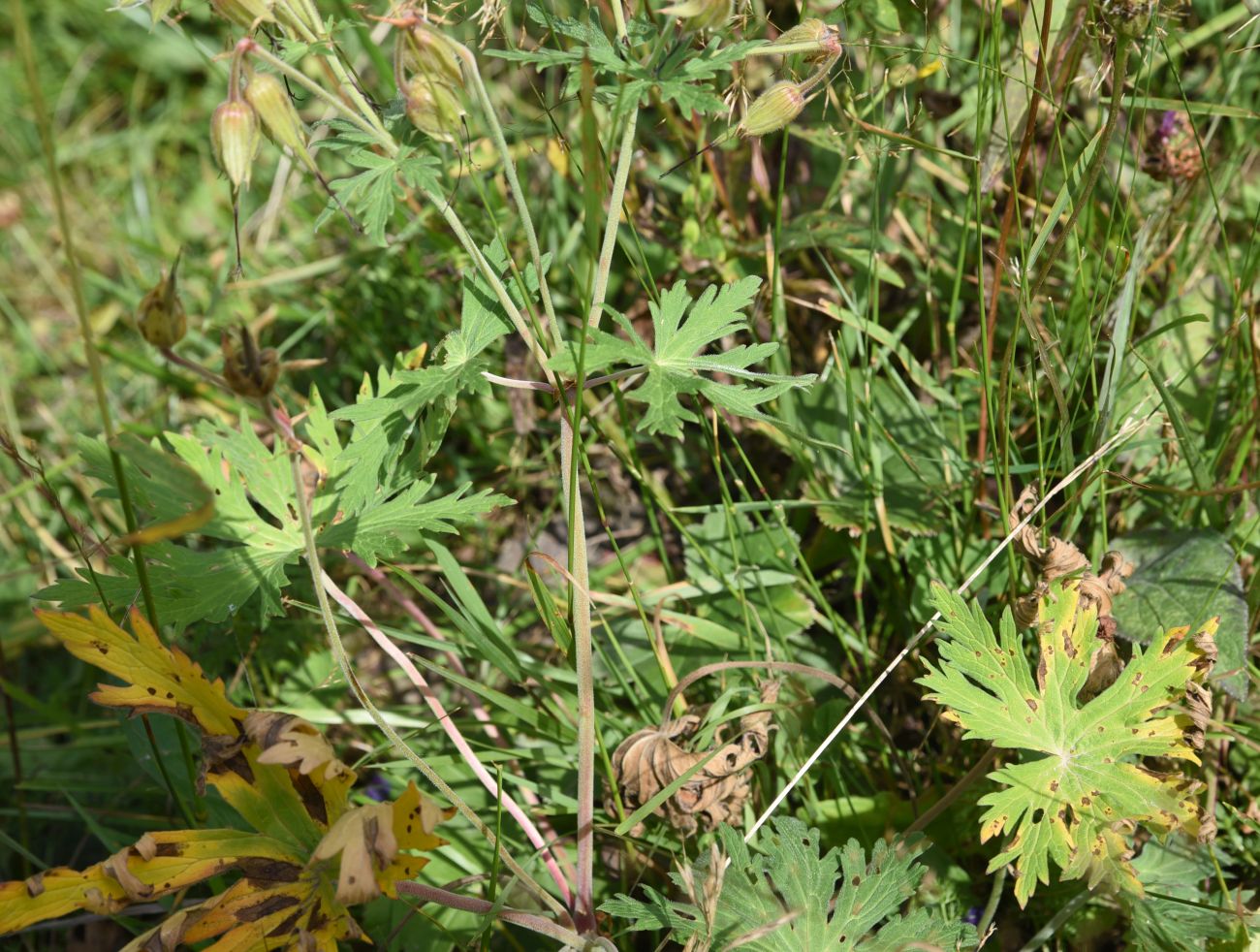 Image of genus Geranium specimen.