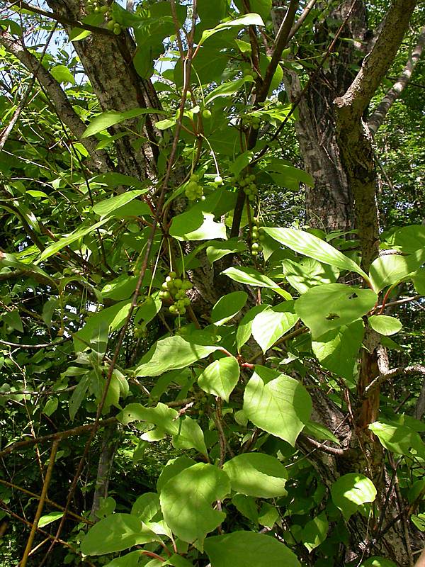 Изображение особи Schisandra chinensis.