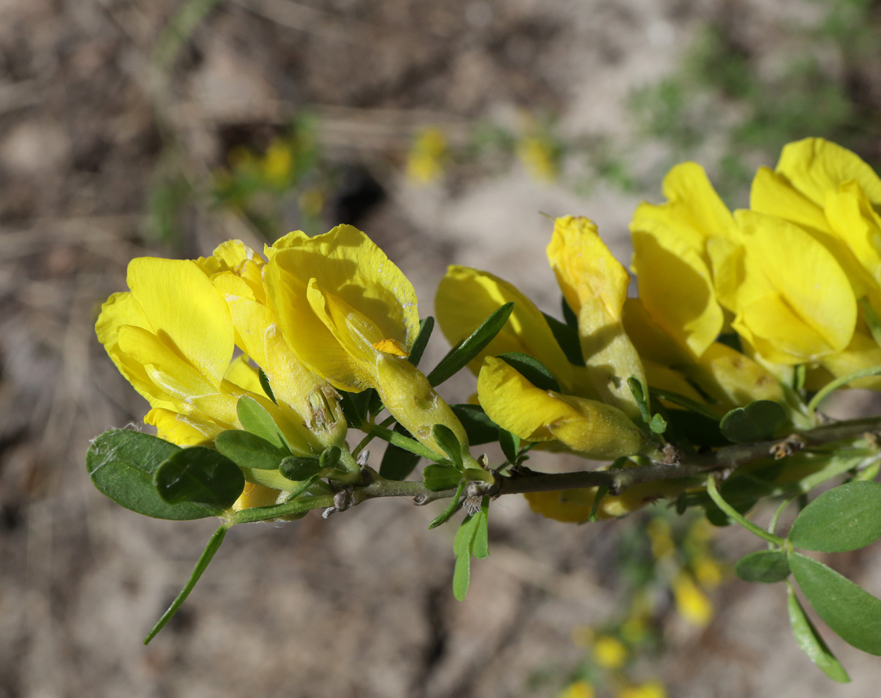 Изображение особи Chamaecytisus ruthenicus.
