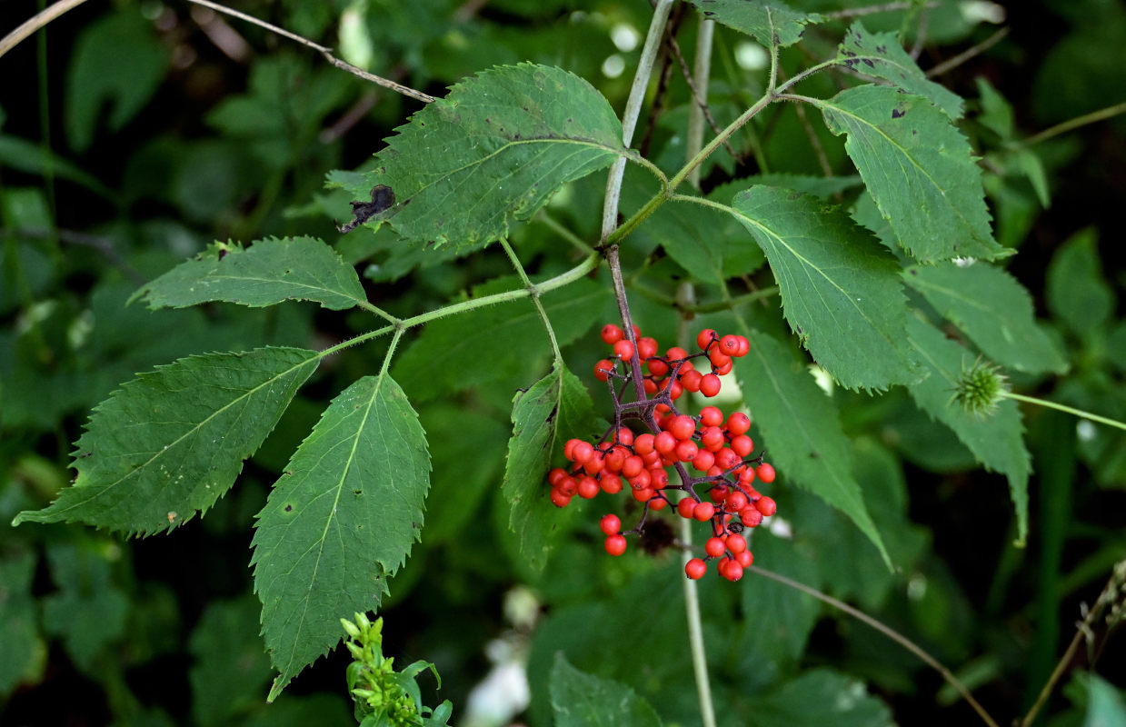 Изображение особи Sambucus racemosa.