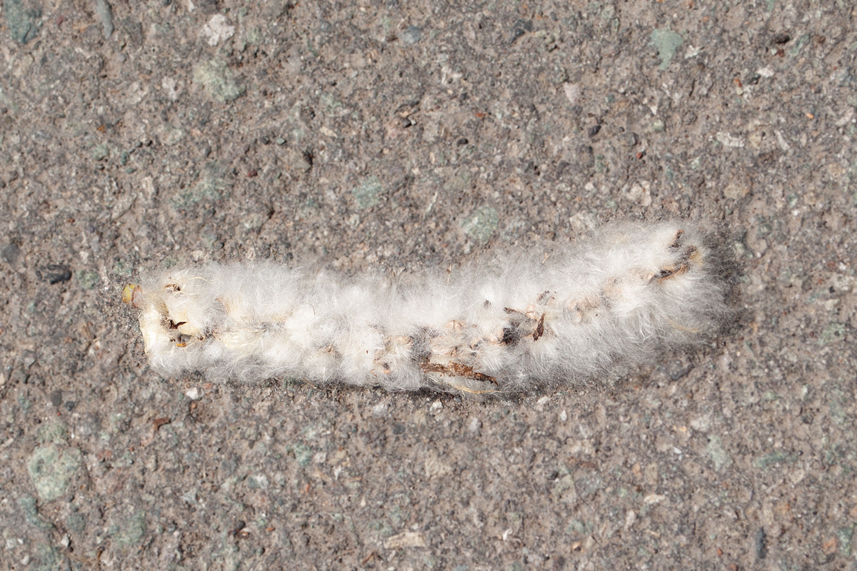 Image of Populus suaveolens specimen.