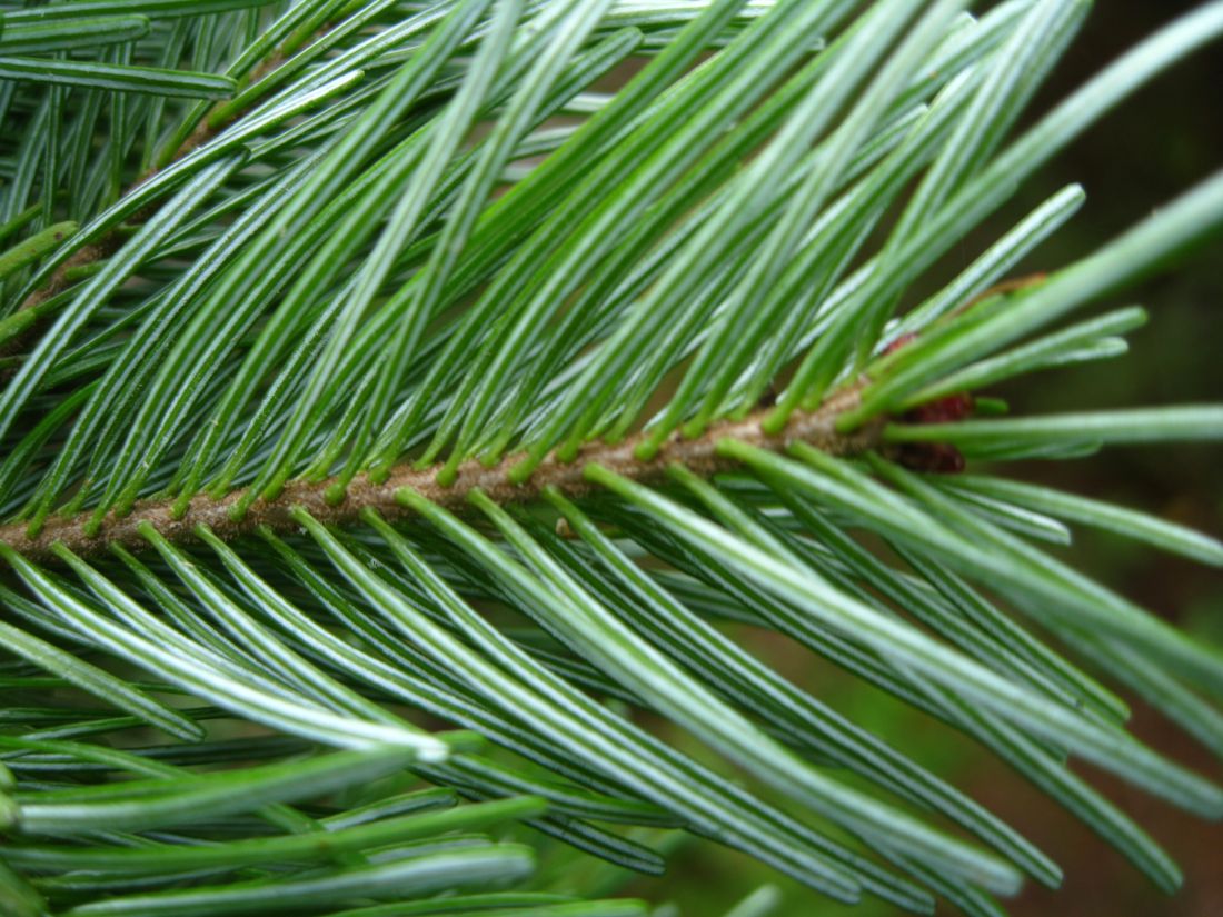 Image of Abies sachalinensis specimen.