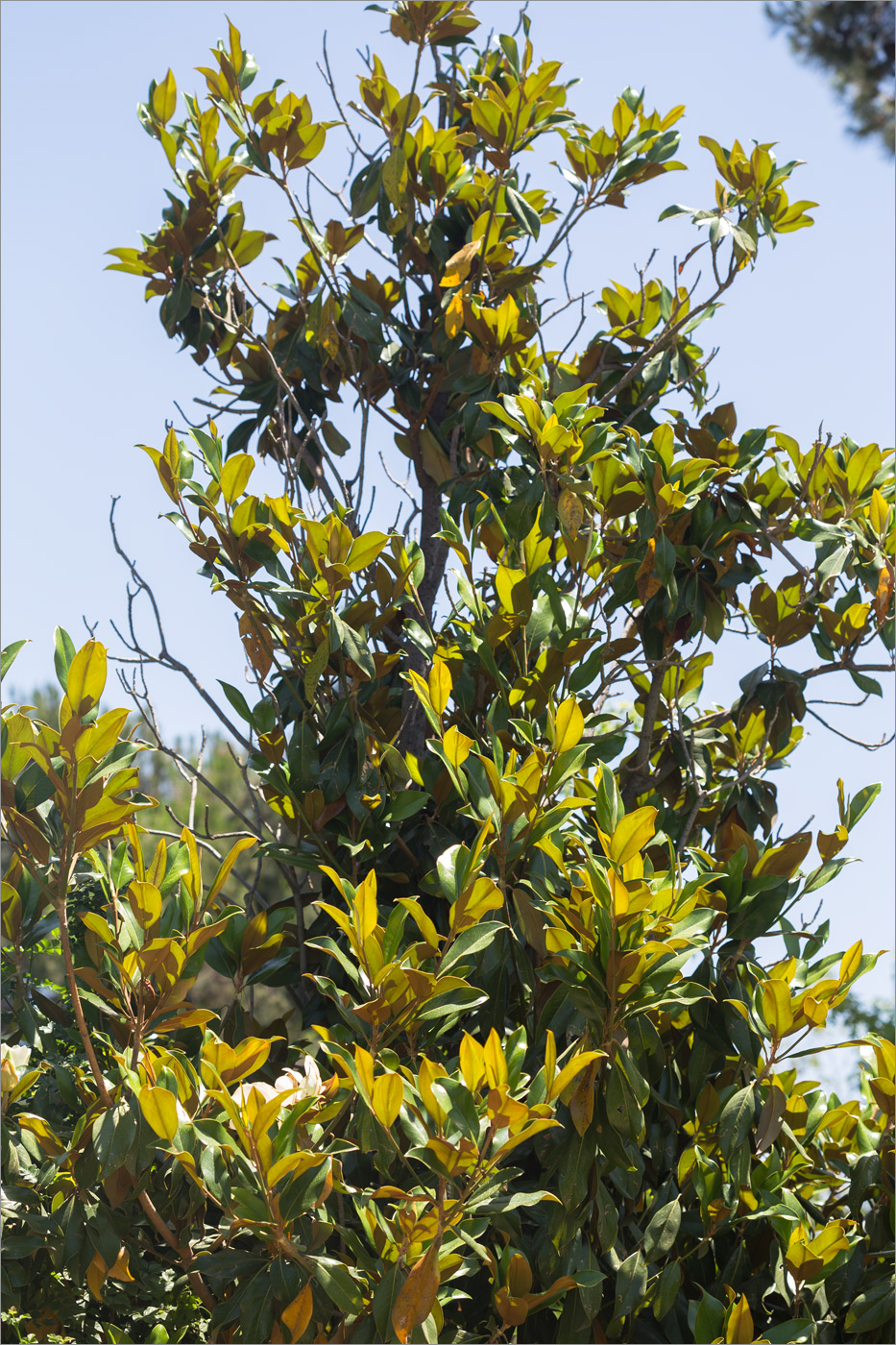 Изображение особи Magnolia grandiflora.