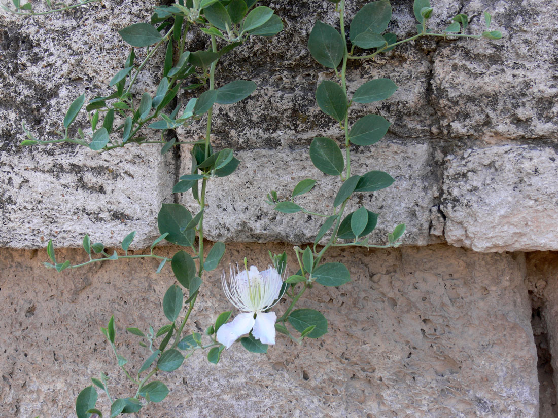 Изображение особи Capparis sicula.