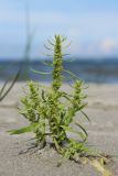 Rumex maritimus. Цветущее и плодоносящее растение. Ленинградская обл., Кингисеппский р-н, окр. дер. Выбье, окр. экологической тропы; берег Финского залива, песчаный пляж, зона заплеска. 04.08.2024.